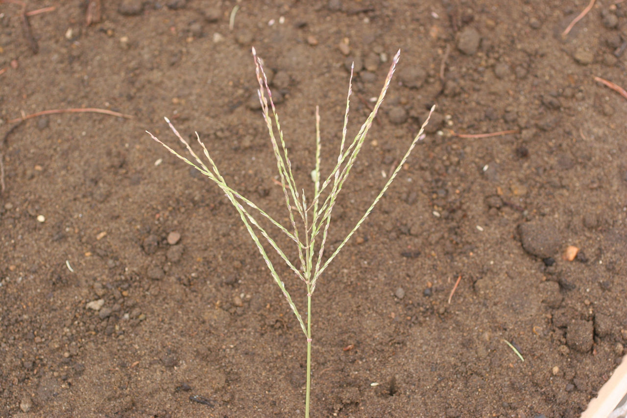 Large crabgrass seedhead.Photos courtesy of Steven Gower. 